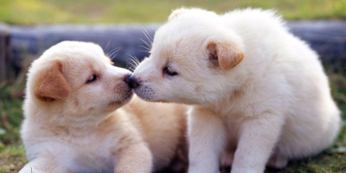 1600x900 Free download child of artemis Cute Cats And Dogs Wallpaper