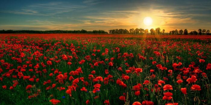 1920x1200 Image detail for -Field of Red Flowers desktop wallpaper