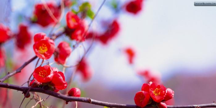 1920x1080 Wallpaper with Small Red Flowers (48+ images)