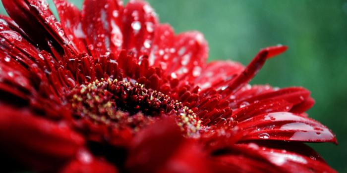 1920x1080 Free download Red Flowers HD Wallpapers [1920x1080] for your