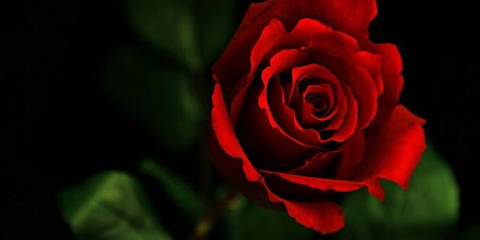 1024x768 Flowers Red Roses Hd Wallpaper | All Wallpapers Desktop