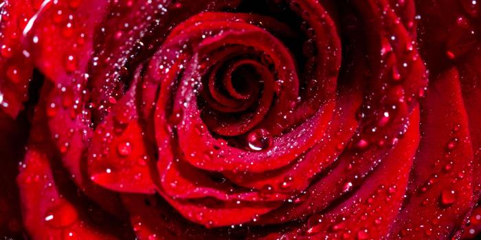 3840x5760 Wallpaper Rose, Bud, Drops, Red, Flower, Wet - Red Rose Wallpaper