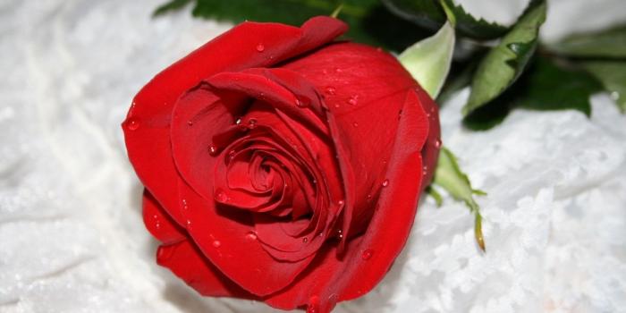 1920x1080 Red Flowers HD Wallpapers HD Images New Desktop Background