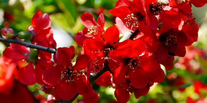 2560x1440 Red Flowers Wallpaper posted by John Tremblay