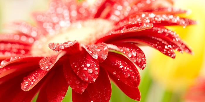 1920x1080 Amazing Red Flower-hd 101 Awesome Wallpapers To Download - Desktop