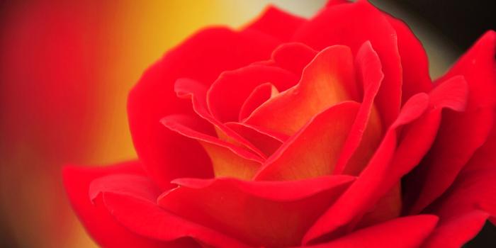 2560x1440 Red Flower 4k - Flowers Hd Images Large, Hd Wallpapers