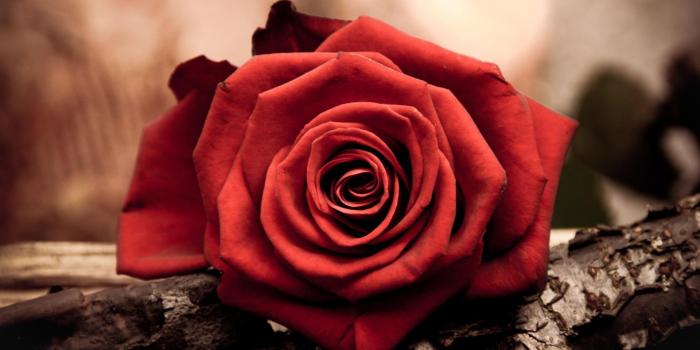 1920x1080 Red Flowers HD wallpaper | 1920x1080 | #7544