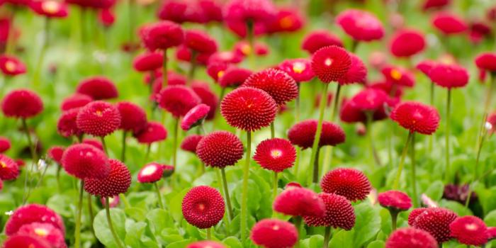 2880x1800 Summer Flowers Wallpapers