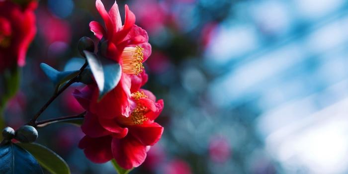 1920x1080 Flower Desktop Backgrounds ·① WallpaperTag