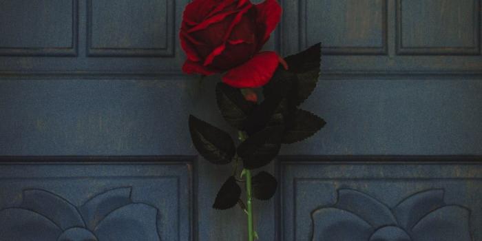 1000x1250 350+ Red-Rose Images [HQ] | Download Free Pictures on Unsplash