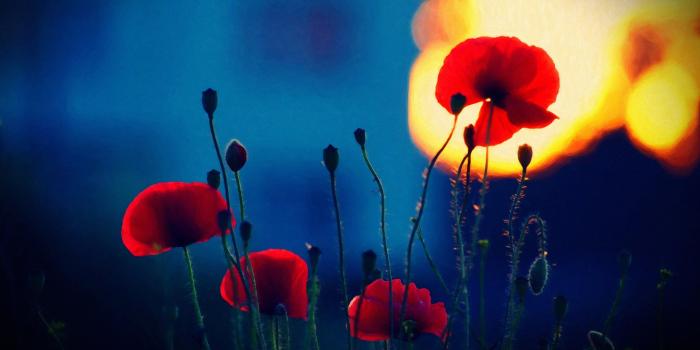 3800x2138 poppies, Depth Of Field, Red Flowers, Flowers, Nature, Sunlight