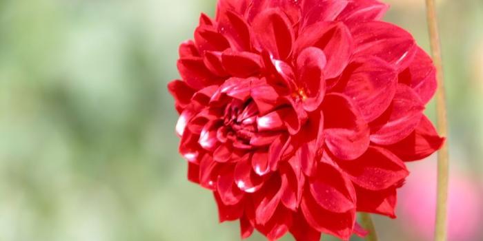 1024x768 Red Flowers Backgrounds posted by Ethan Johnson