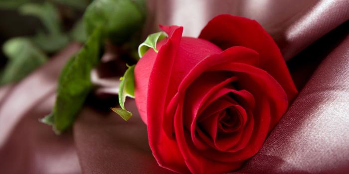 2560x1600 Free Red Flowers wallpaper | 2560x1600 | #7493