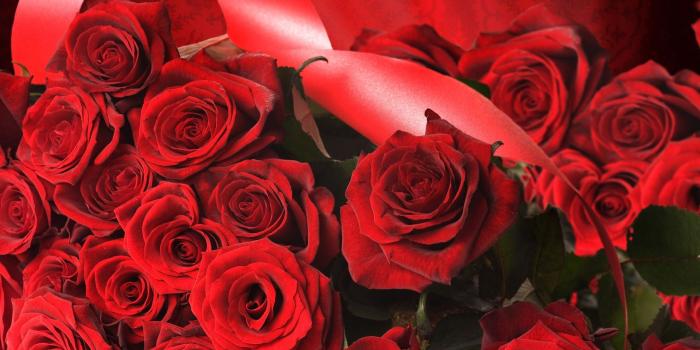 1920x1080 hd-wallpaper-red-rose-flowers-background-01