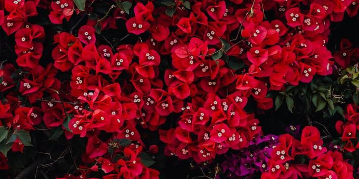 910x1365 HD wallpaper: Red flowers of bougainvillea tree, Portugal, flora