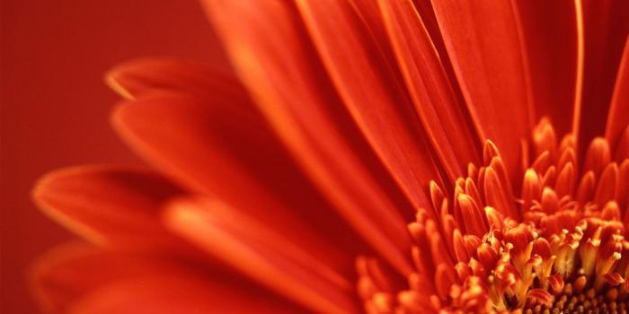 1024x768 flowers red flowers – Abstract Textures HD Desktop Wallpaper