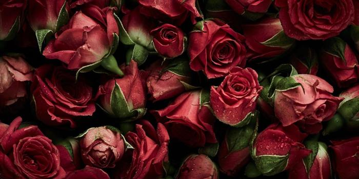 1280x719 Desktop Wallpapers Red rose Flowers