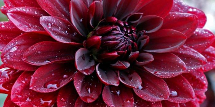 1920x1200 Makro Flowers Dahlia Red Flowers Drops Water Hd Wallpaper Download