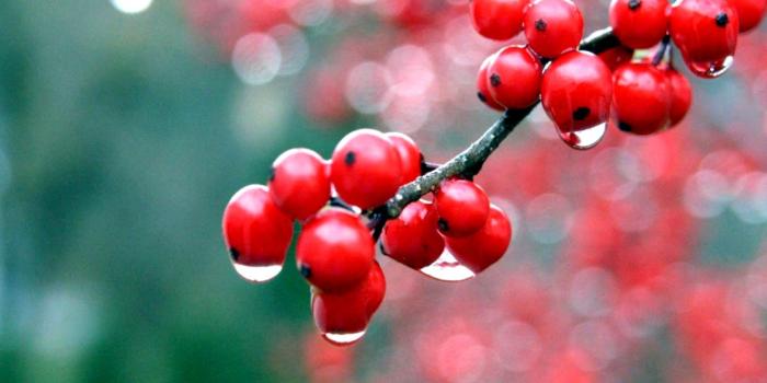 1440x950 Red Flowers Wallpapers For Desktop | Amazing Wallpapers