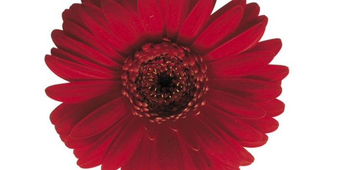 1024x768 Desktop Wallpapers » Flowers Backgrounds » Red Flower » www