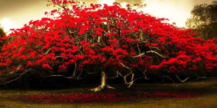 1024x768 55 Wallpaper: Red Flowers Tree Hd Wallpapers 1140 :: Red Flowers