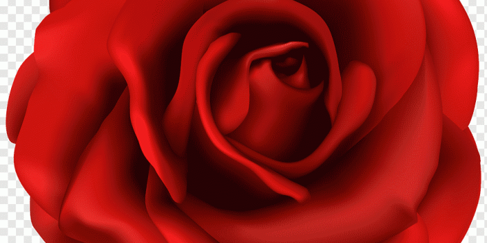 920x947 Rose Flower, Red Flowers s, floribunda, flower, desktop Wallpaper