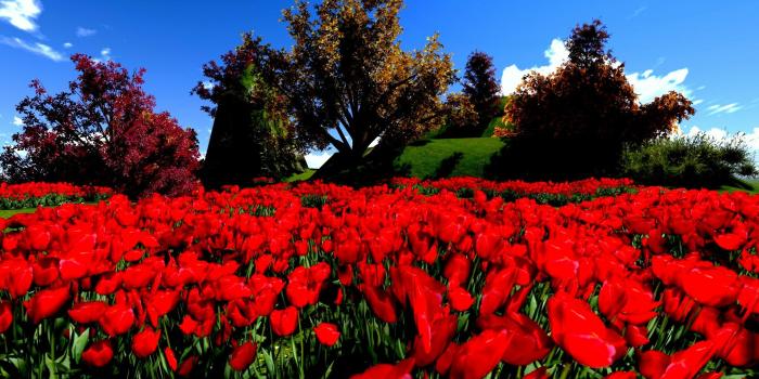 1920x1080 Tulip HD Wallpaper | Background Image | 1920x1080 | ID:382846