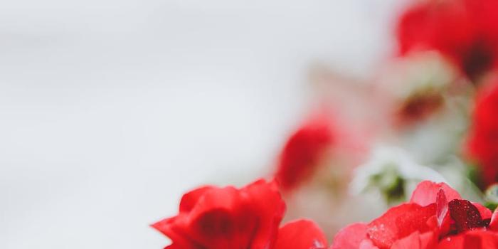 910x1365 HD wallpaper: Photo of Red Flowers, beautiful, bloom, blooming