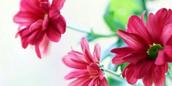 2560x1600 Beautiful Red Flowers Desktop Backgrounds 2560x1600 : Wallpapers13.com