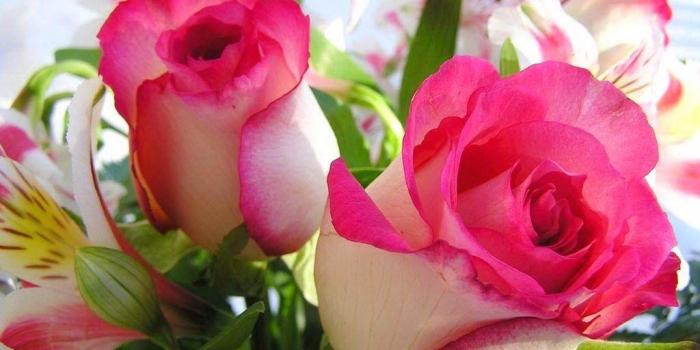 1024x768 Wallpapers Desktop Backgrounds Red Flowers