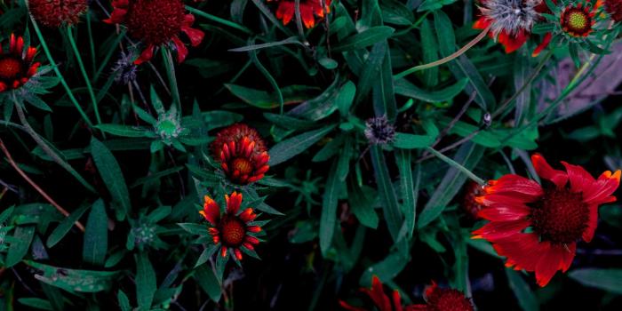 2560x1440 Red flowers HD Wallpaper Youtube Cover Photo - HD Wallpaper