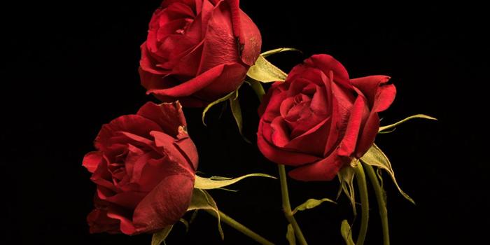 1365x1024 Desktop Wallpapers Red Roses flower Three 3 Black background