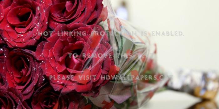 1366x768 desktop red flowers love nature roses