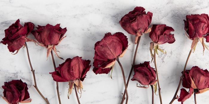 1332x850 Wallpaper wallpaper, red, flowers, blur, roses, white background