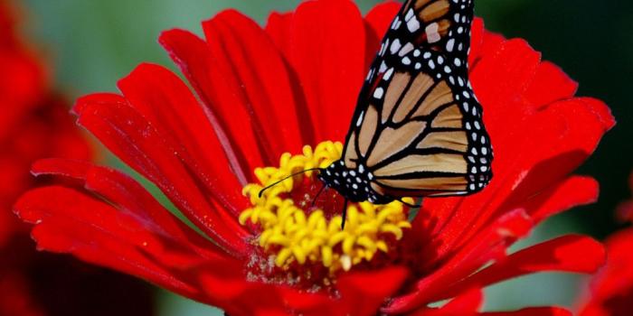 1024x768 Top Flowers Desktop Backgrounds: Red Flower HD #878253 |.Ssoflx