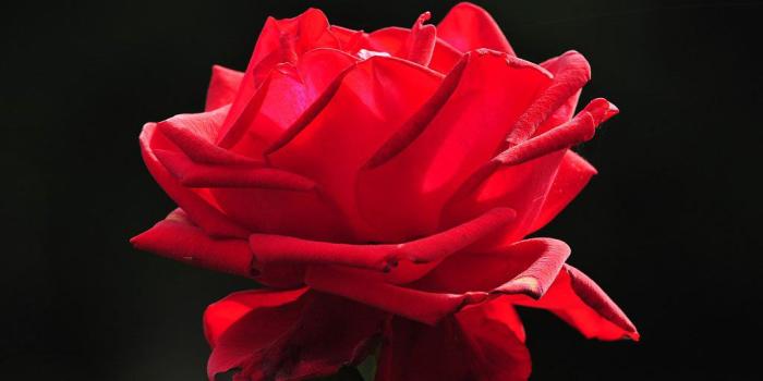 1024x768 HD Red Flower Wallpapers | Download Free - 878234