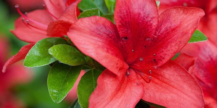 1500x1200 Lovely Red Flowers | HD Flowers Wallpapers for Mobile and Desktop