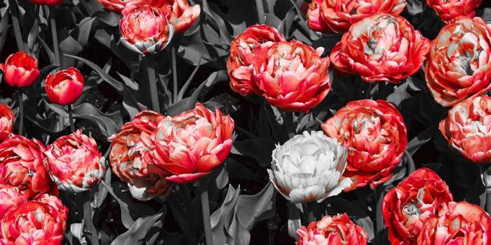 1224x1224 Desktop wallpaper red flowers, buttercup, garden, plants, hd image