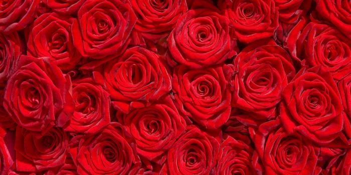 2560x1440 Photos v.2.2 jpeg | backgrounds HD, Red flowers wall