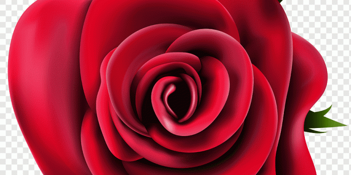 920x915 Garden roses, Rose, computer Wallpaper, flower, desktop Wallpaper