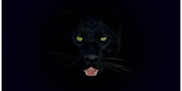 2560x1600 Black Panther Animal Wallpapers - Top Free Black Panther Animal