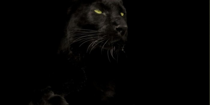 1920x1080 Black Panther Animal Wallpapers