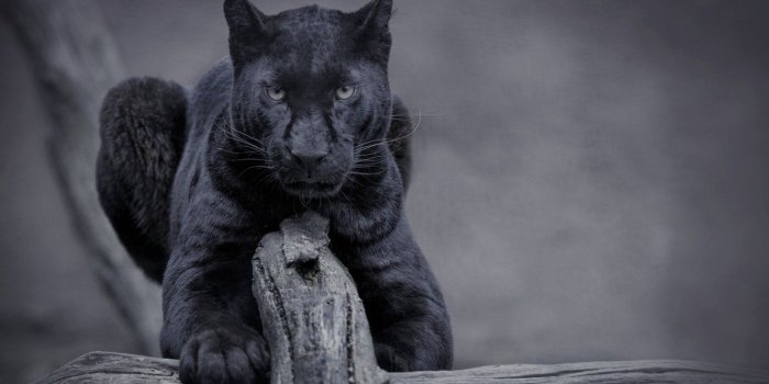 1332x850 Wallpaper cat, panther, nature, black panther, wild images for