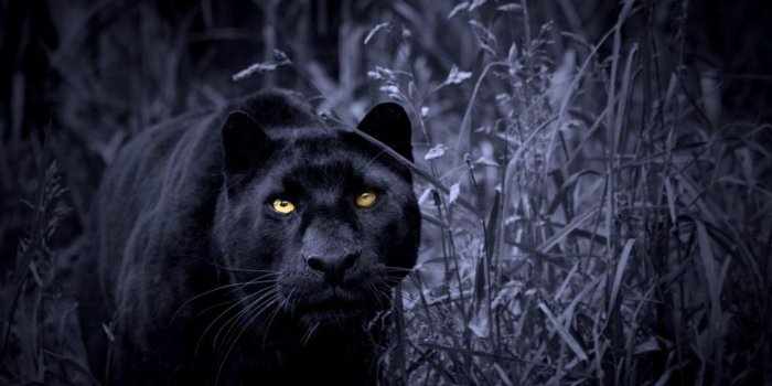 1280x720 Black Panther Animal Wallpapers