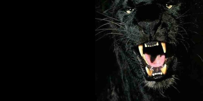 1920x1200 71+ Panther Wallpapers on WallpaperPlay