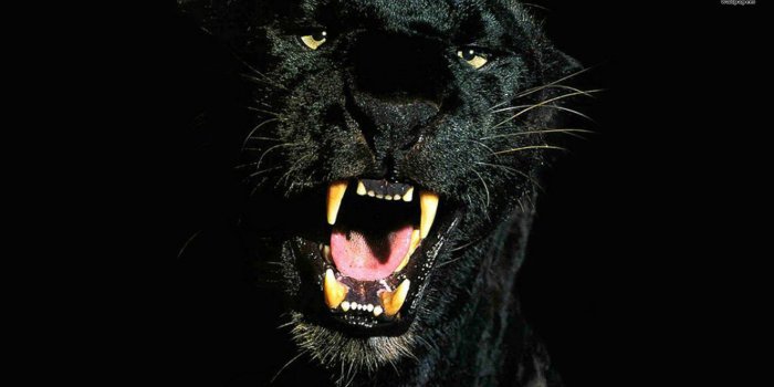 1920x1080 102 Black Panther HD Wallpapers | Background Images