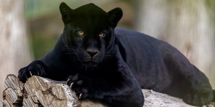 1332x850 Wallpaper look, Jaguar, wild cat, black Panther images for desktop