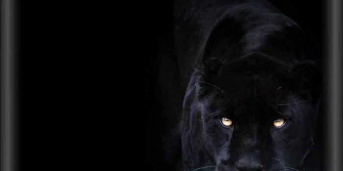 1080x1920 Black Panther Background (65+ pictures)