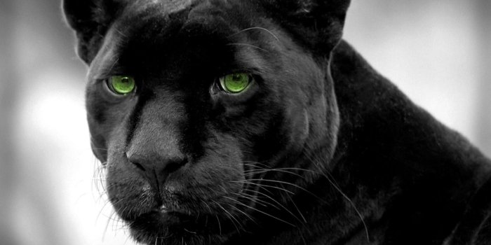 1920x1200 Panther Wallpaper (71+ images)