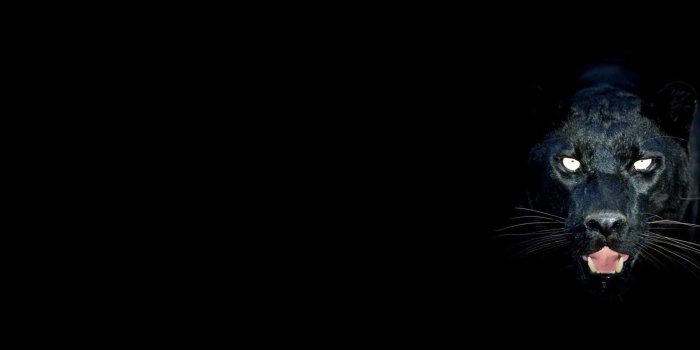 1920x1080 46+] Black Panther Blue Eyes Wallpaper on WallpaperSafari